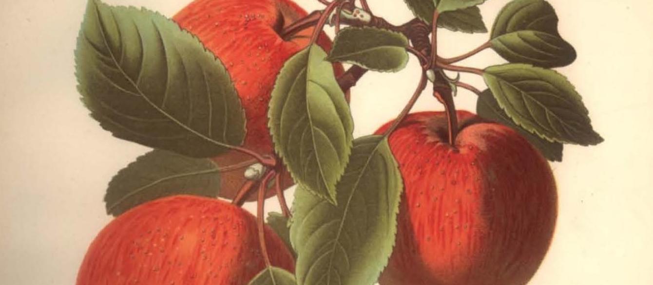 botanical illustration of apples