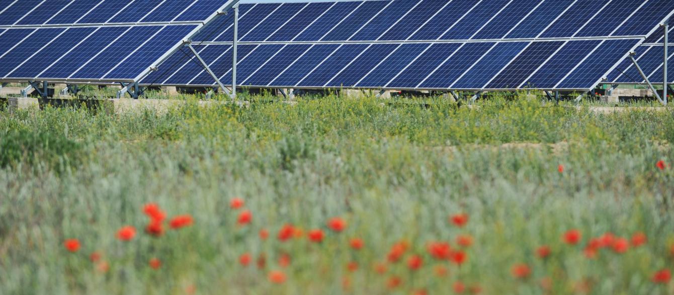 solar panels in the poppy seed meadow